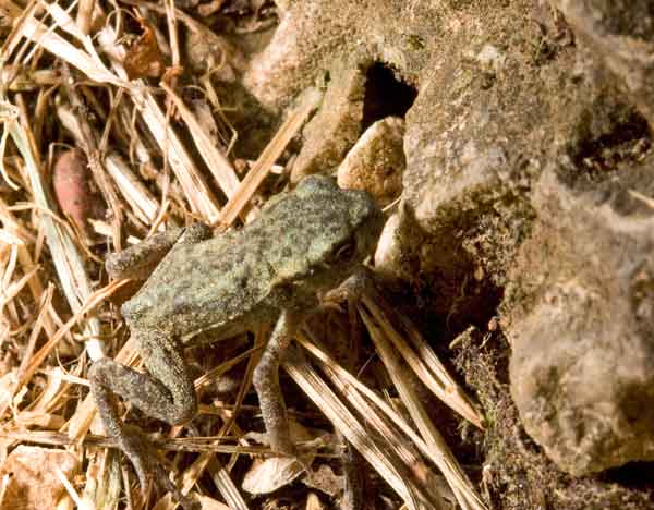 I piccoletti - Bufo bufo